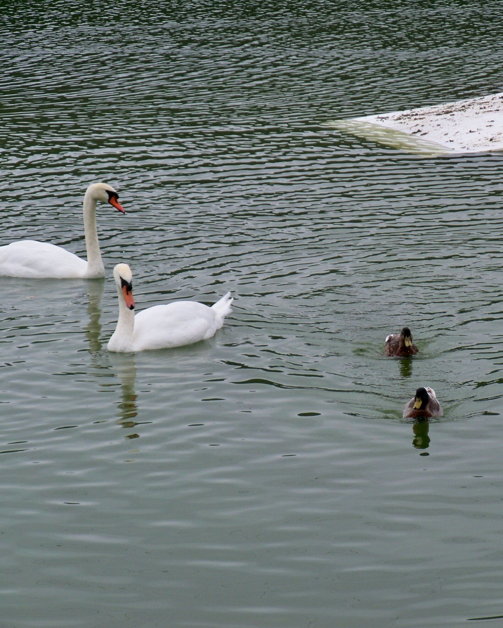 Cygnes et canards sur le lac de Caniel, à Vittefleur